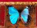 Morpho menelaus (bilateral gynandromorph, museum_3a) (Internet Image property of respective owner, non-commercial use only)